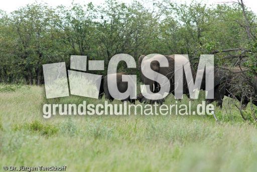 Afrikanischer Elefant (119 von 131).jpg